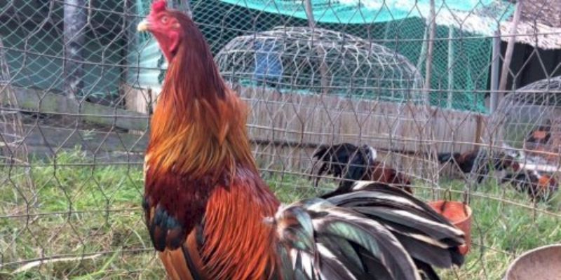 Bí kíp tham gia đặt cược gà Asil có độ chính xác cao