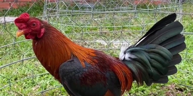 Cá cược gà Asil trong các trận đấu chất lượng cao