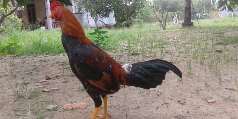 Gà Asil có đặc điểm phần vảy chân ngũ quý