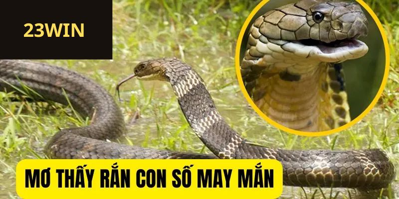 Con số tài lộc may mắn giấc mơ về rắn